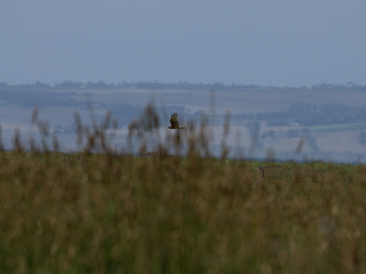 Swamp Harrier - ML613071444