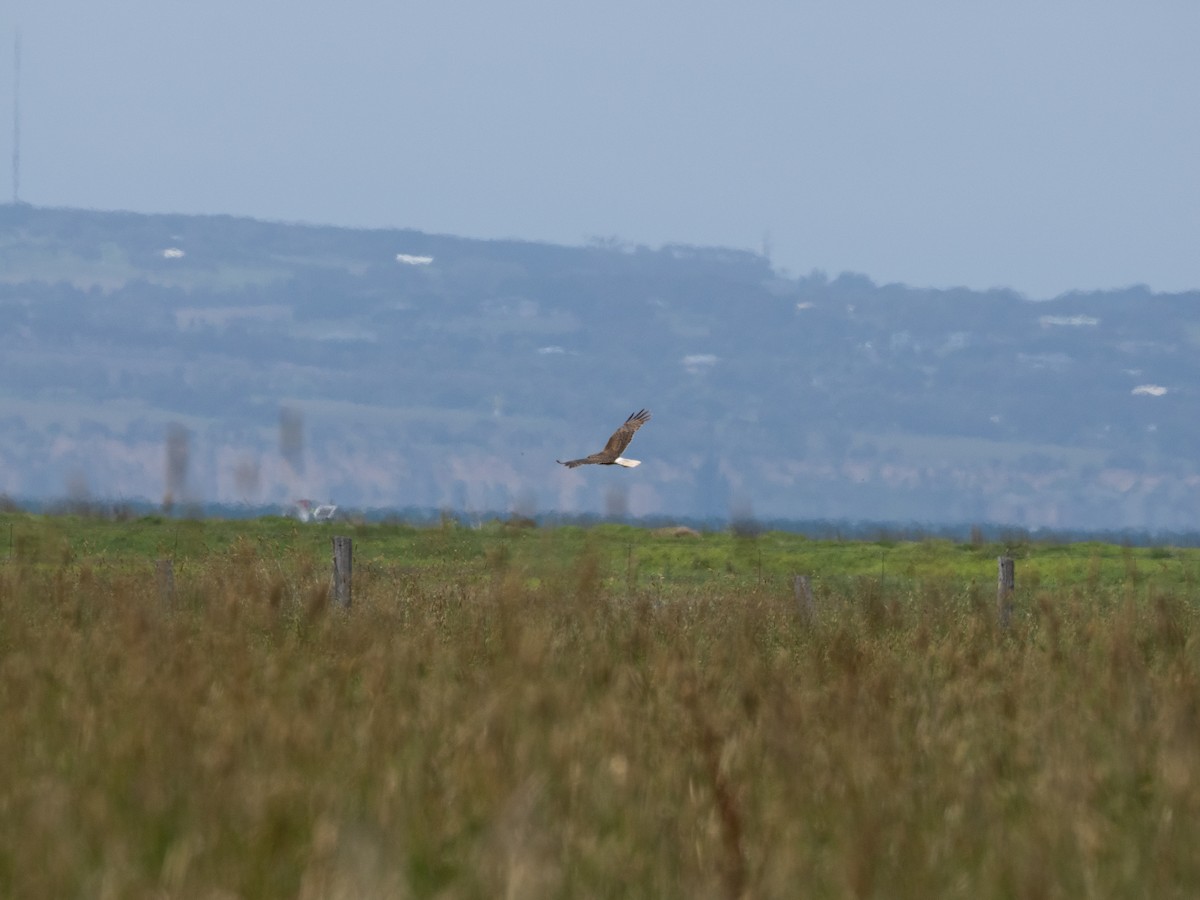 Swamp Harrier - ML613071445