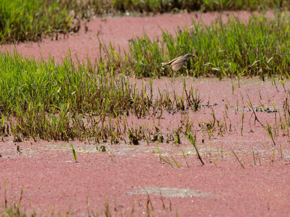 White-fronted Chat - ML613071452
