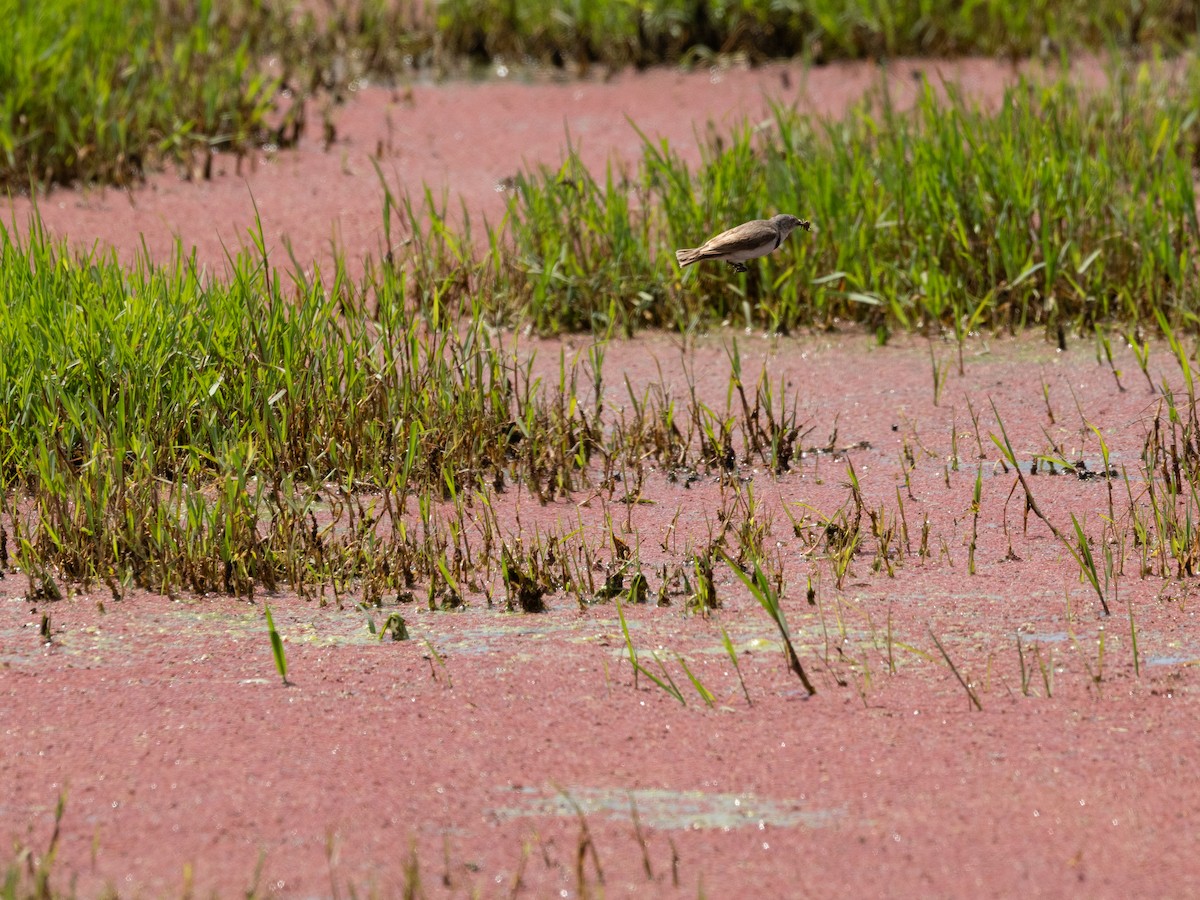 White-fronted Chat - ML613071453