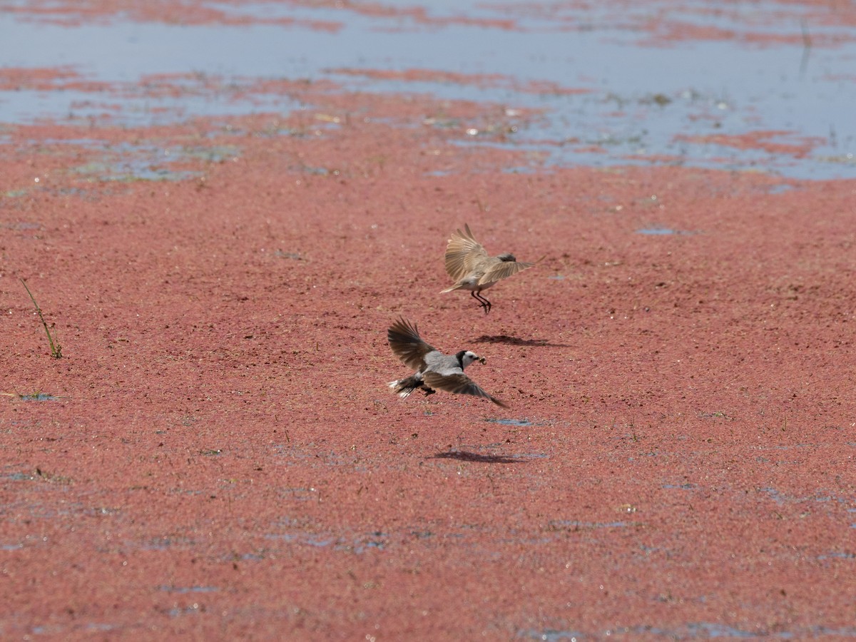 White-fronted Chat - ML613071466