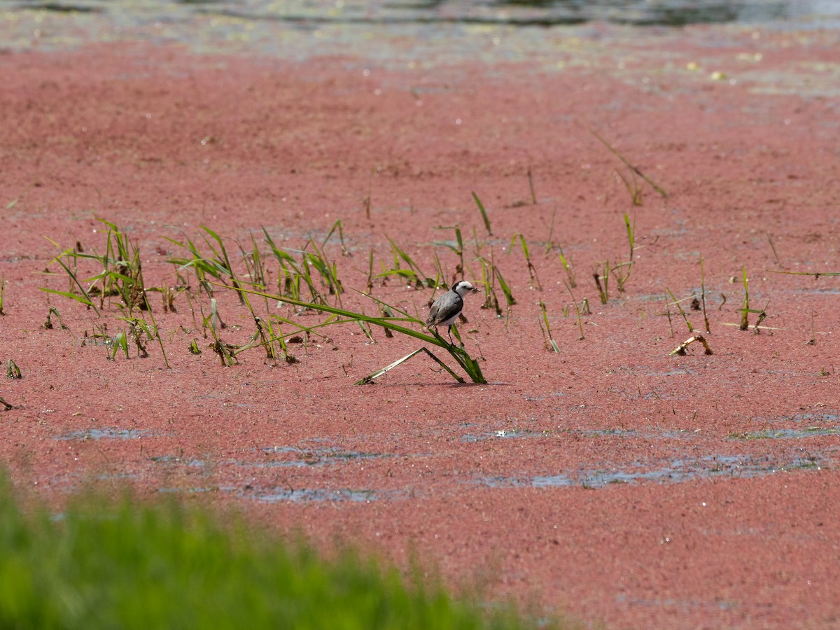 White-fronted Chat - ML613071467