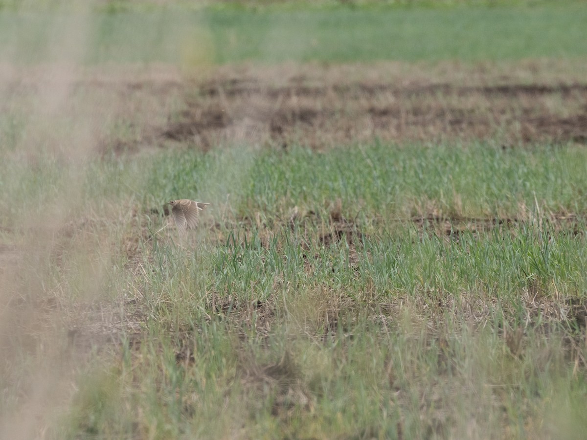 Australian Pipit - ML613071482