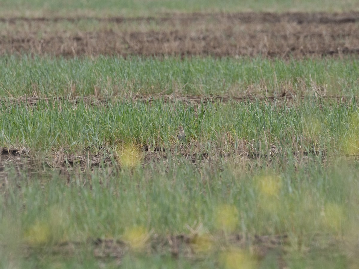 Australian Pipit - ML613071483