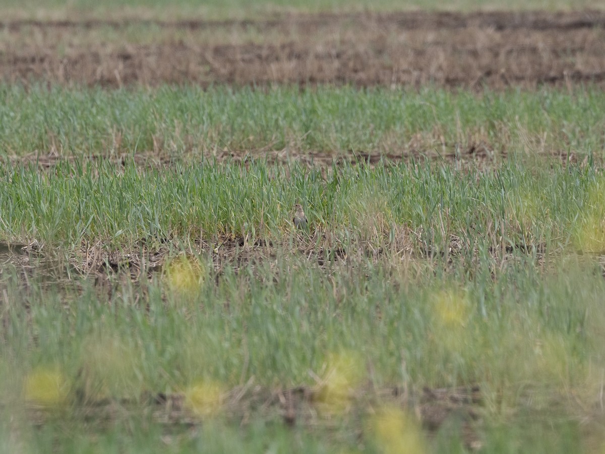 Australian Pipit - ML613071484
