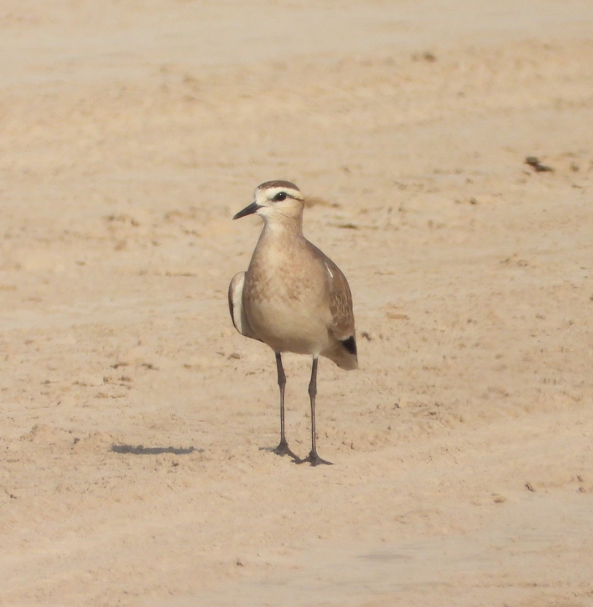 Sociable Lapwing - ML613071532