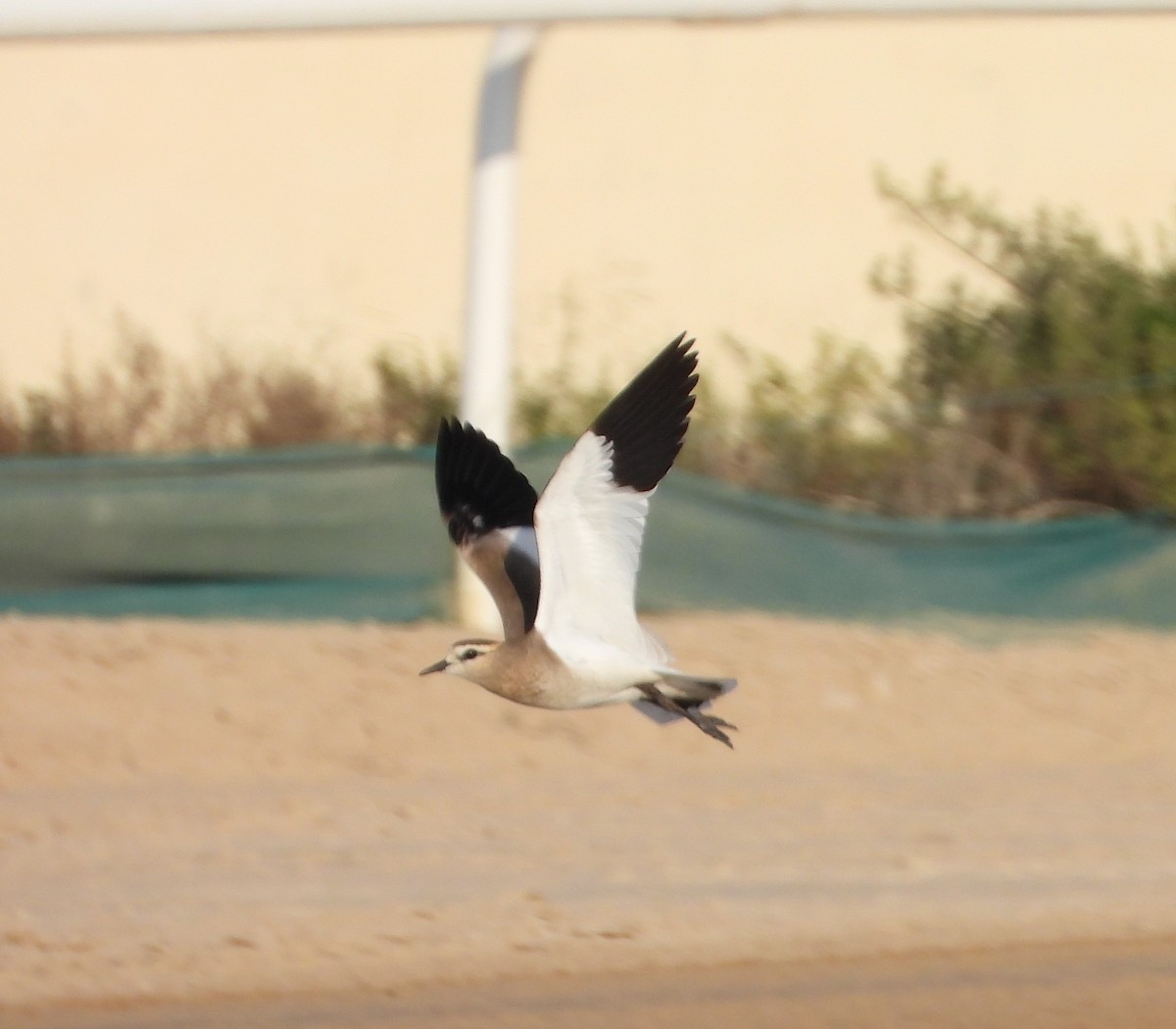 Sociable Lapwing - ML613071533