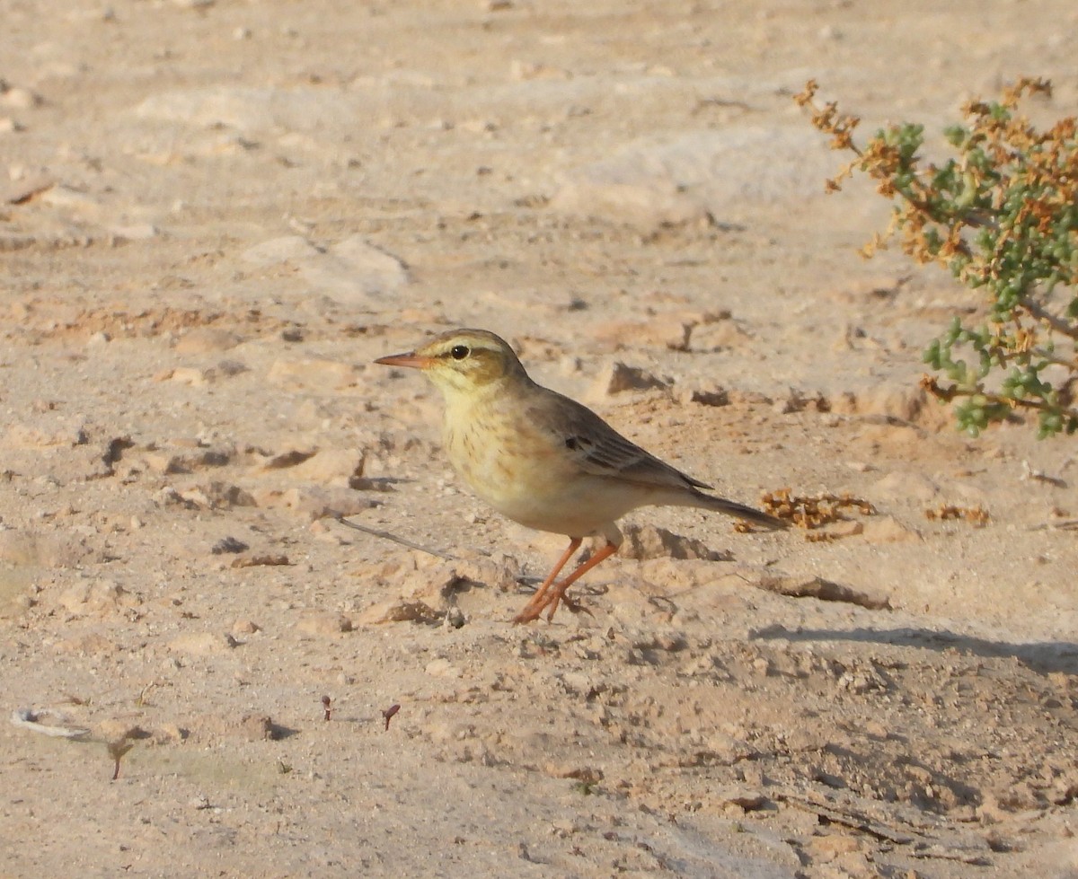 Tawny Pipit - ML613071537