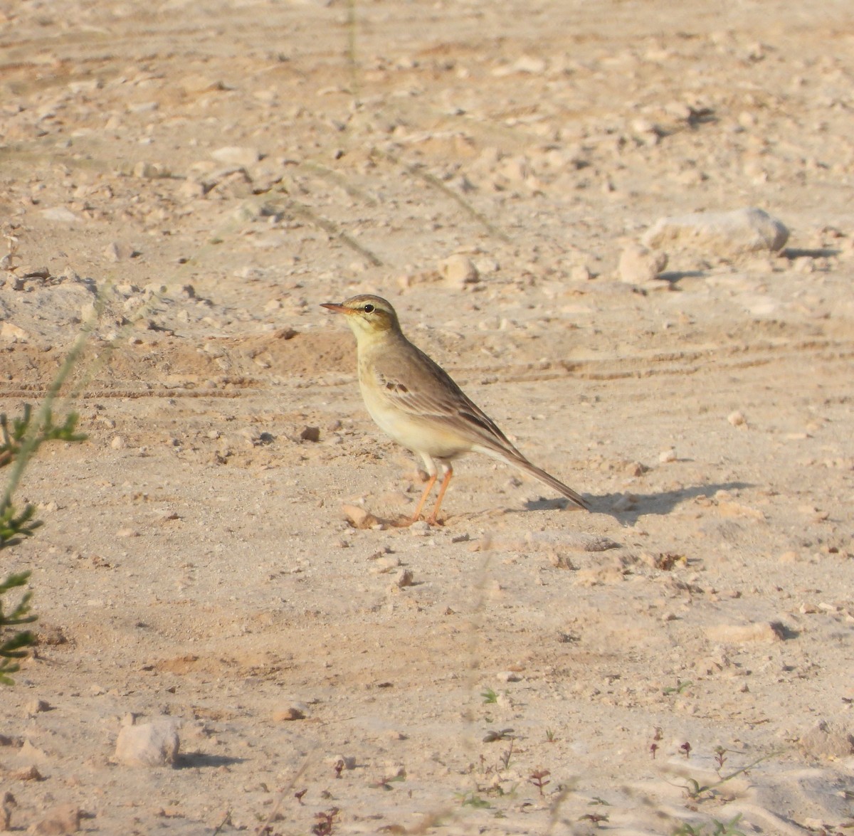 Tawny Pipit - ML613071538