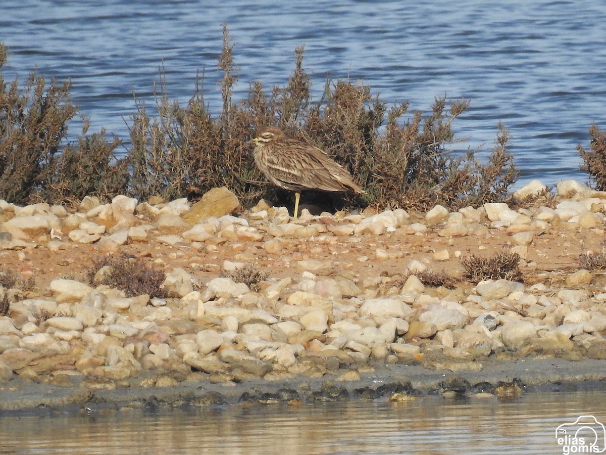 Eurasian Thick-knee - ML613071623