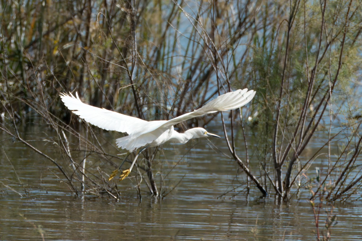 Snowy Egret - Alexander Yan