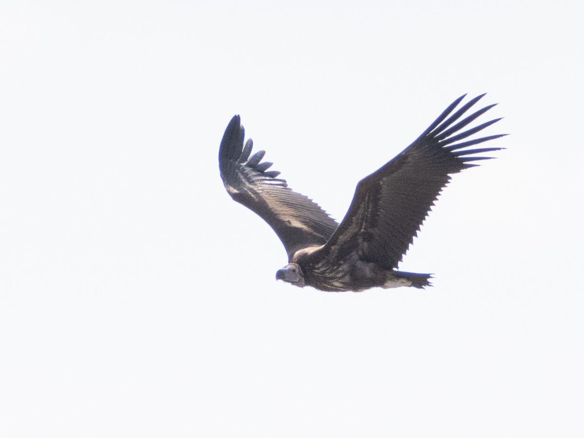 Lappet-faced Vulture - ML613071710
