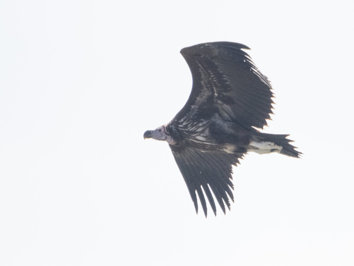 Lappet-faced Vulture - ML613071763