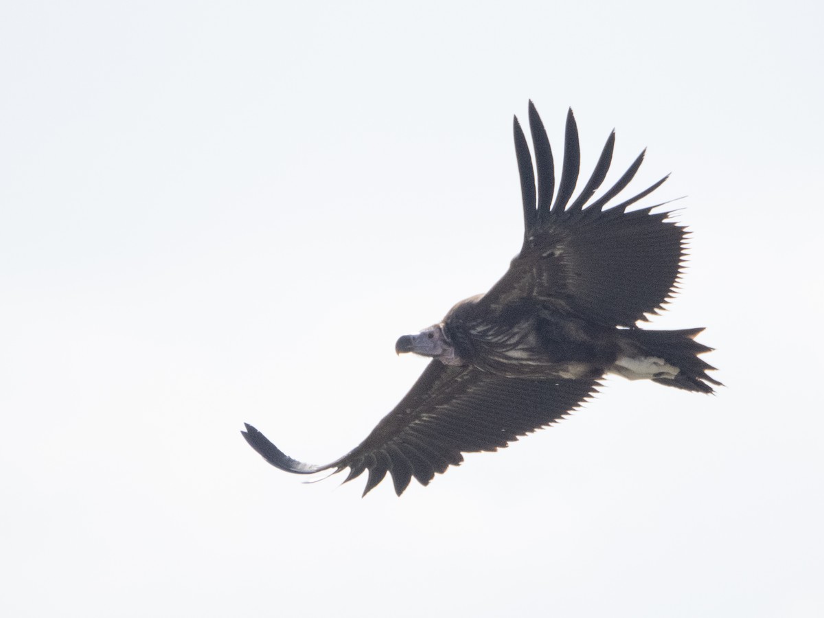 Lappet-faced Vulture - ML613071764