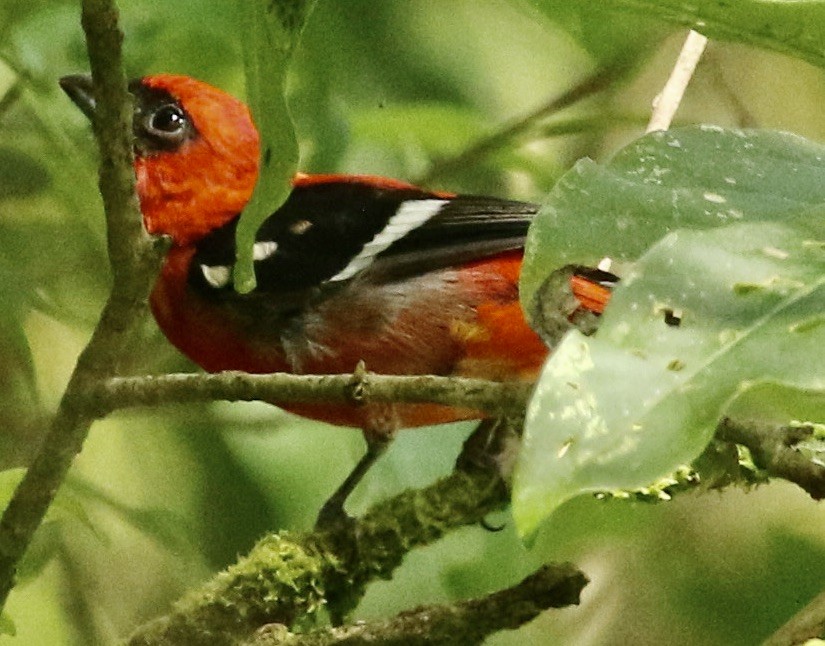 White-winged Tanager - ML613071799