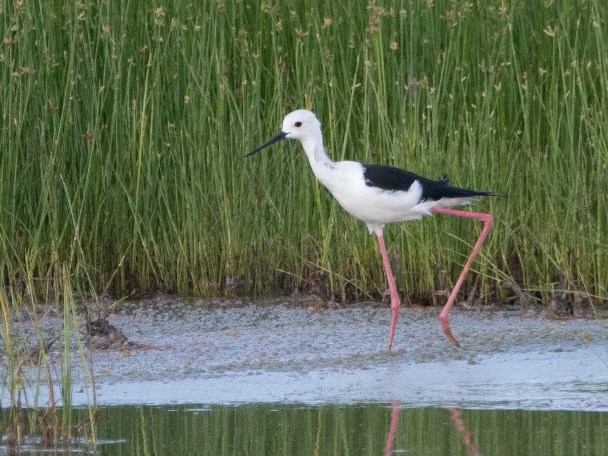 Black-winged Stilt - ML613071811