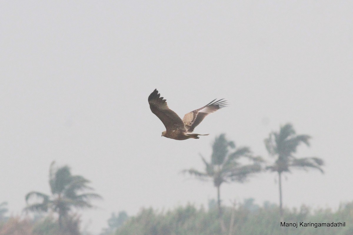 Indian Spotted Eagle - ML613071838