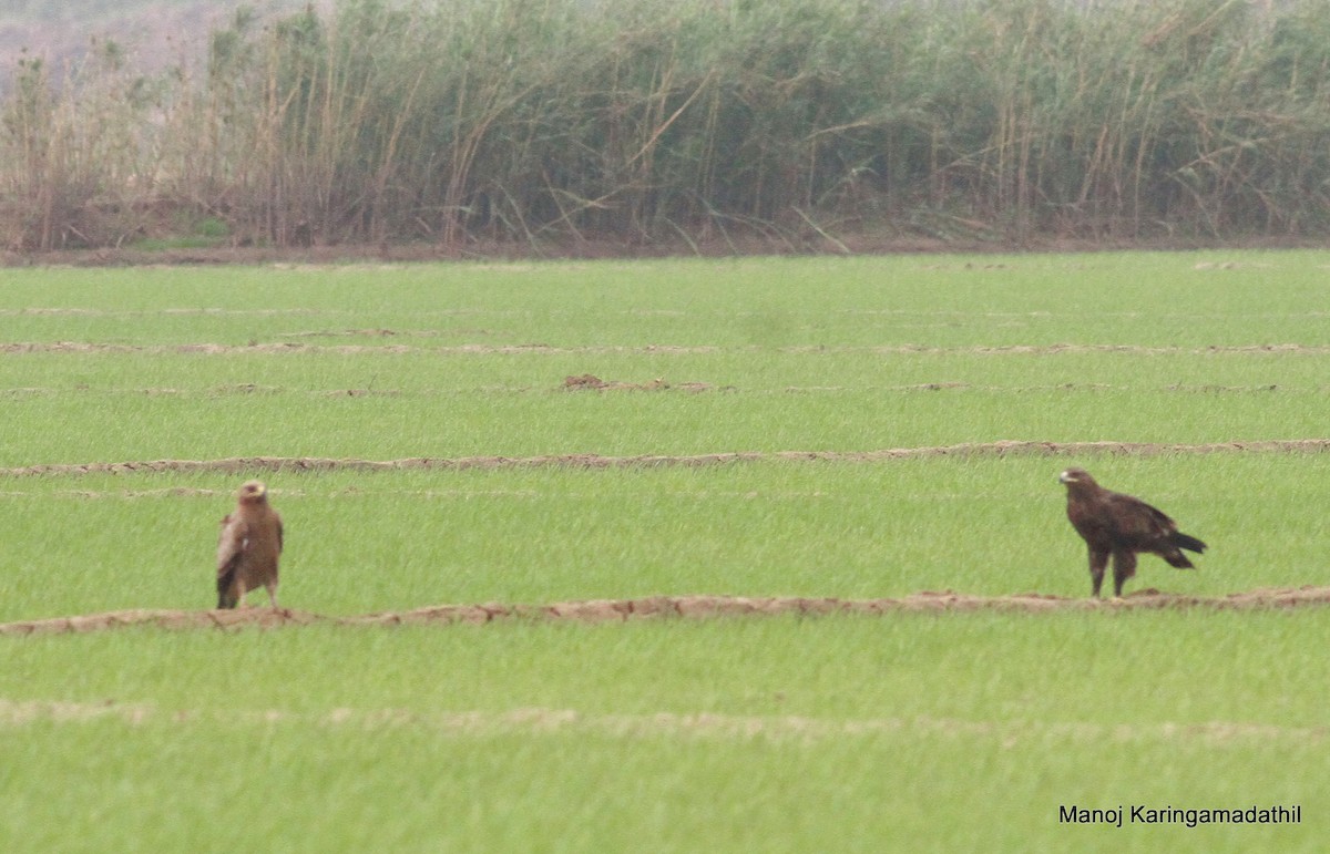 Águila India - ML613071840