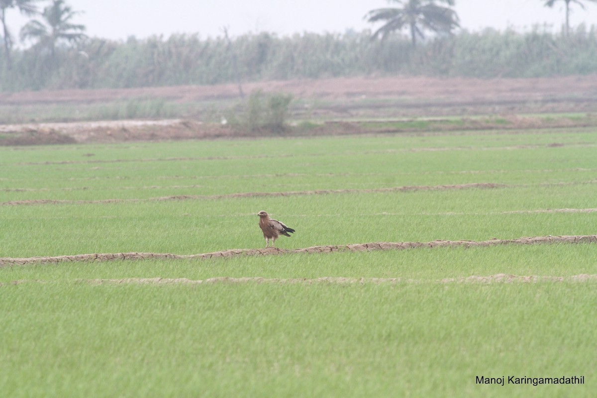 Águila India - ML613071844