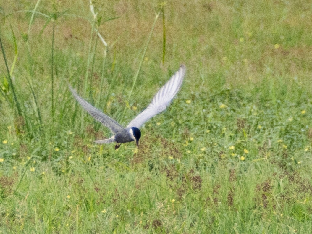 Weißbart-Seeschwalbe - ML613071880