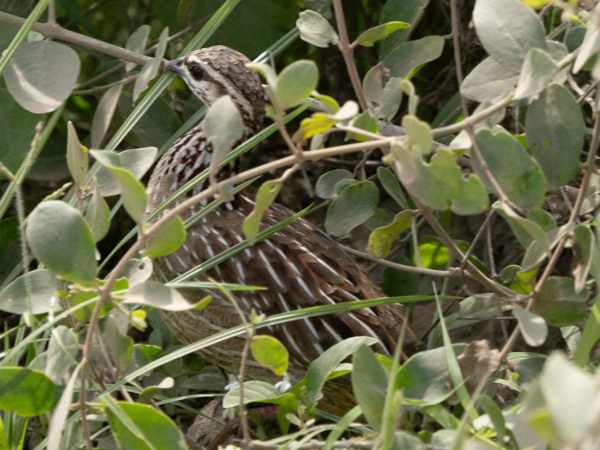 Crested Francolin - ML613071930