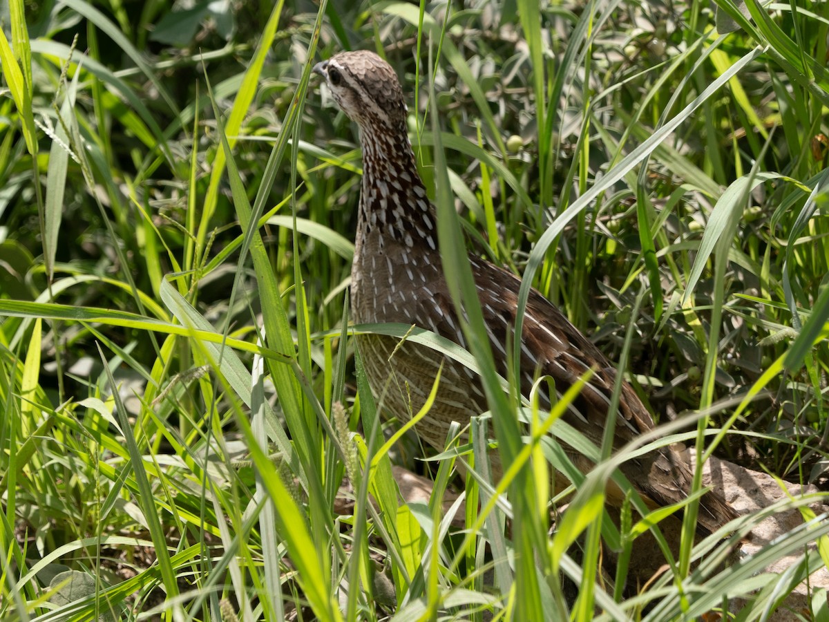 Crested Francolin - ML613071931