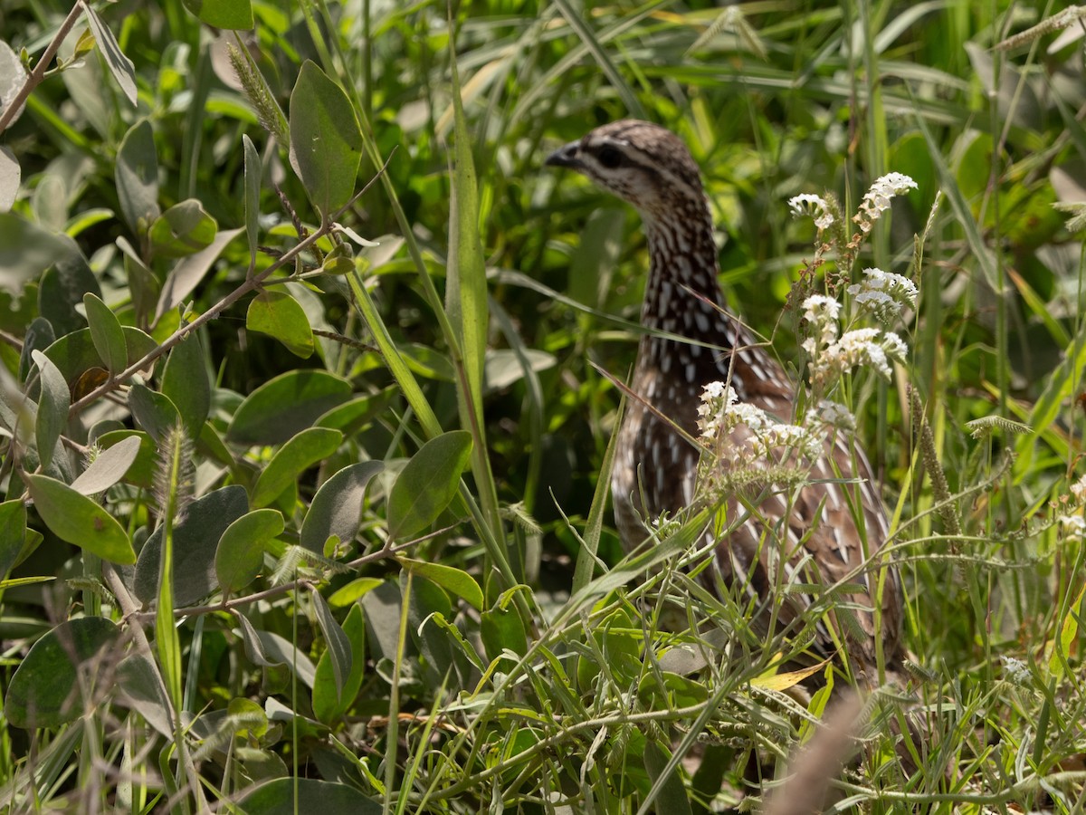 Crested Francolin - ML613071932