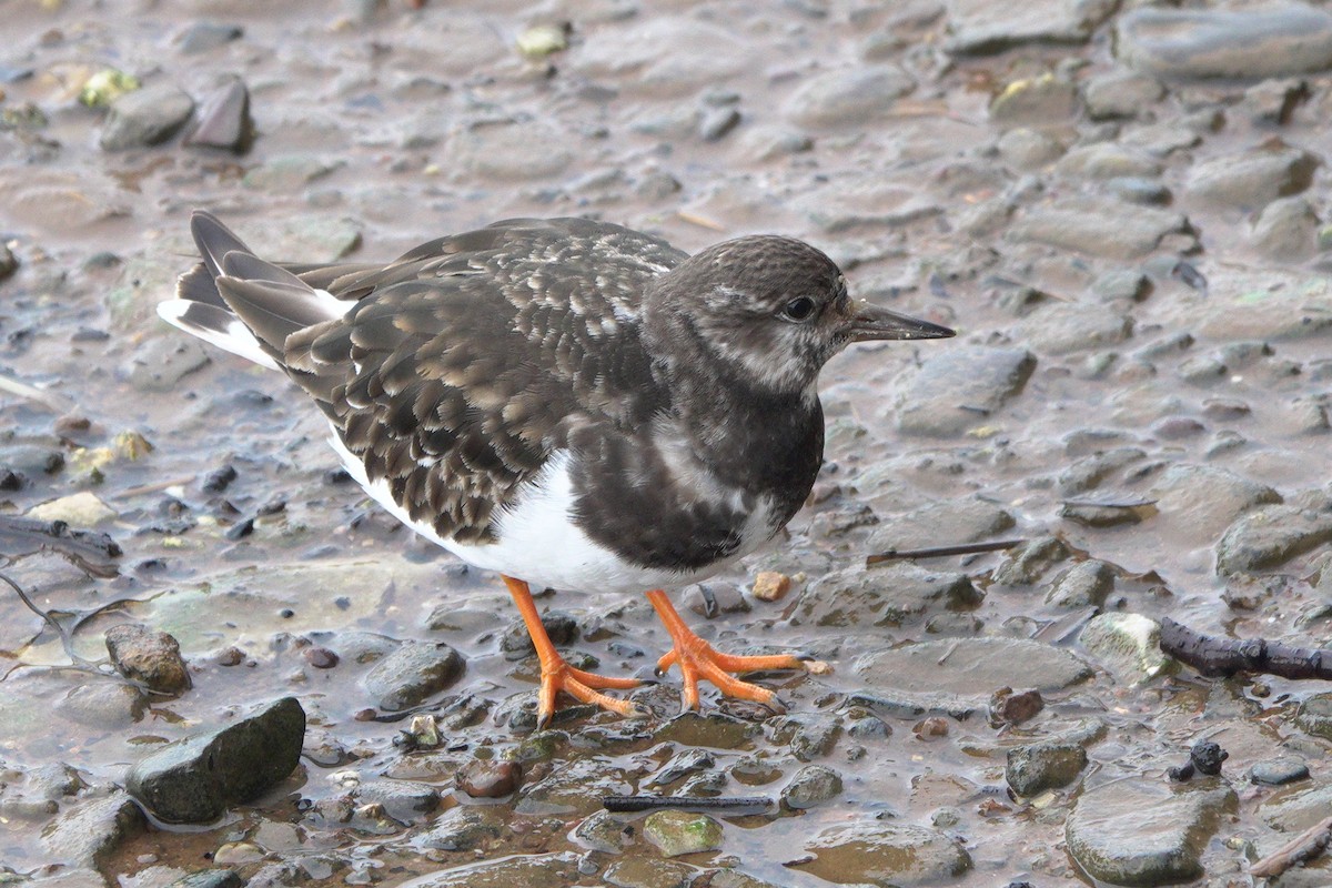 Ruddy Turnstone - ML613071938