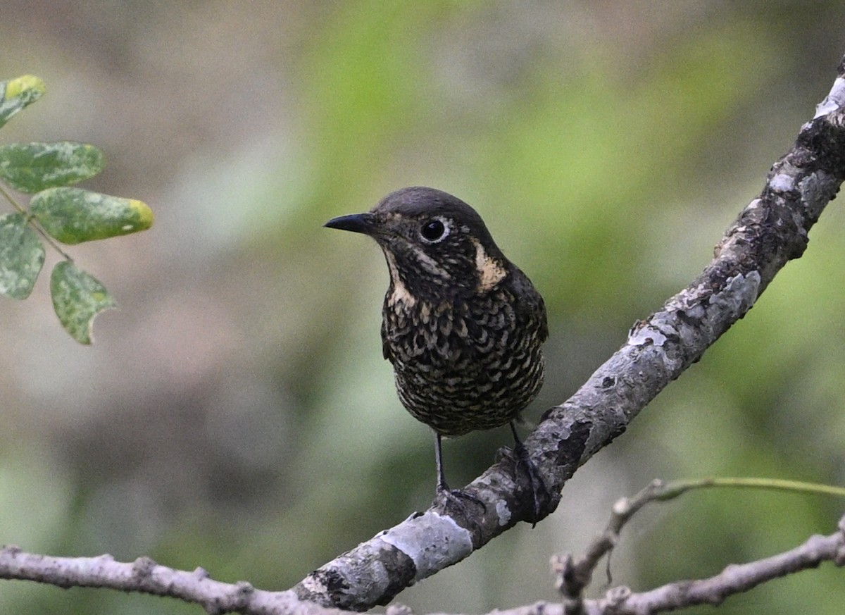 Chestnut-bellied Rock-Thrush - Debesh Mitra