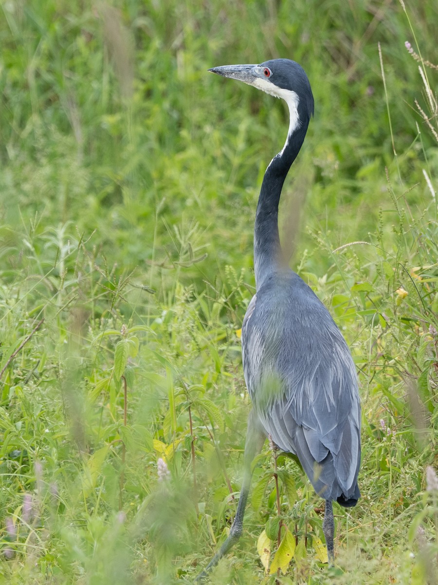 Black-headed Heron - ML613071947