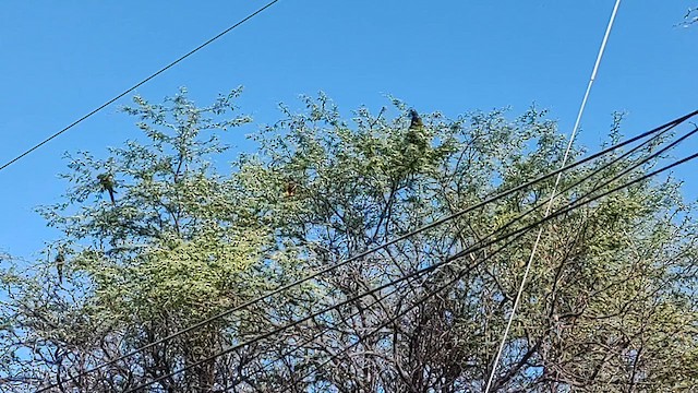 Burrowing Parakeet - ML613071965