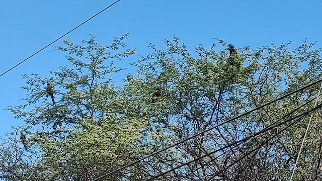 Burrowing Parakeet - ML613071966