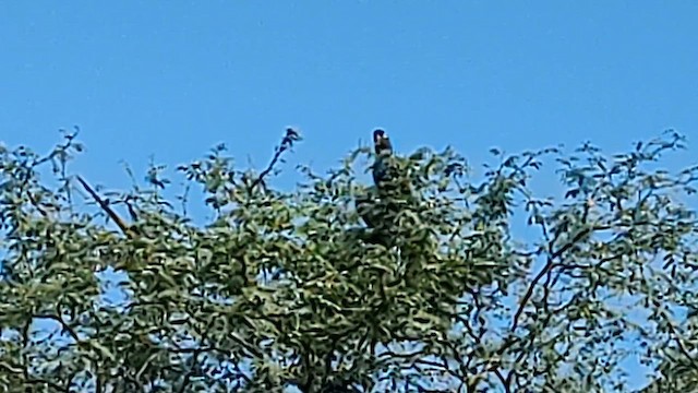 Burrowing Parakeet - ML613071968