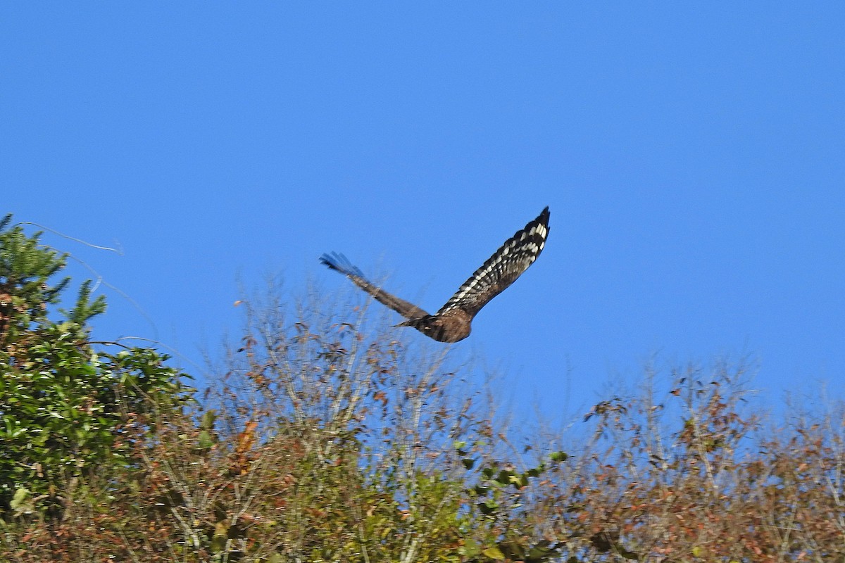 Crested Serpent-Eagle - ML613071997