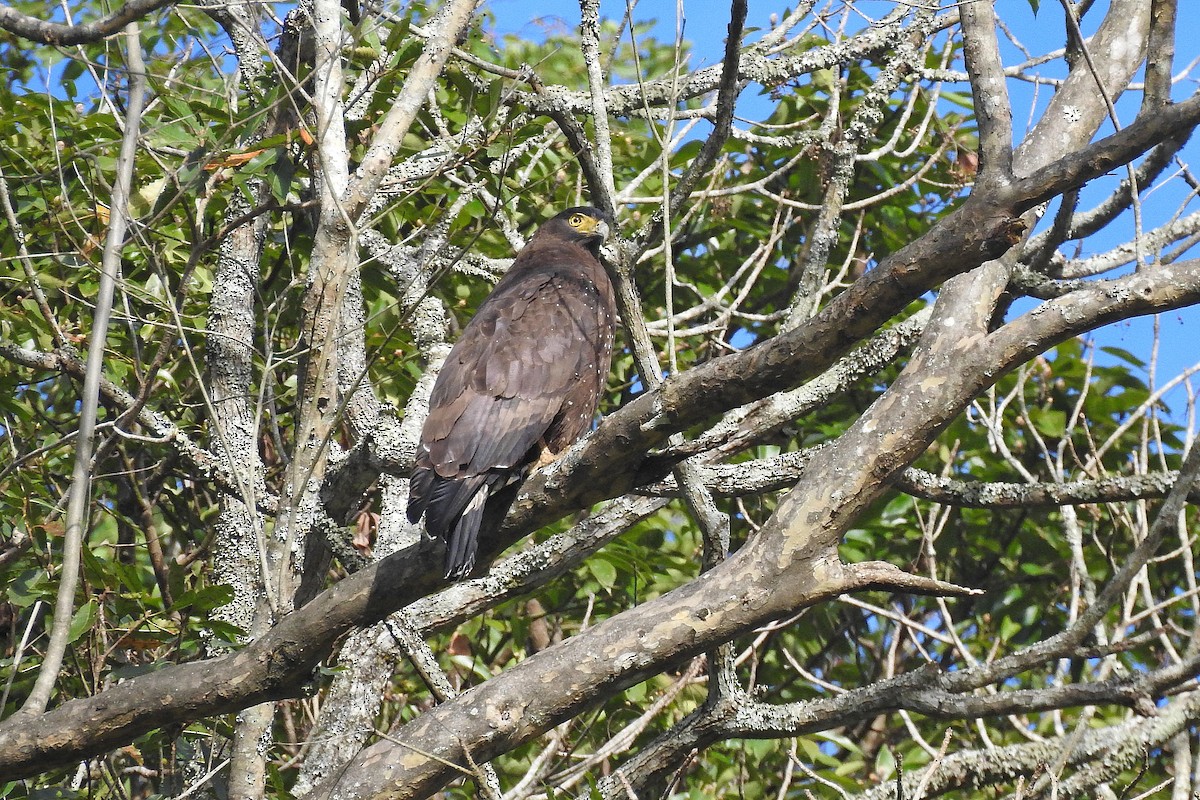 Crested Serpent-Eagle - Chi-Lien (綺蓮) Hsueh (薛)