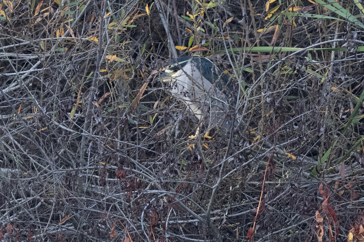 Black-crowned Night Heron - ML613072028