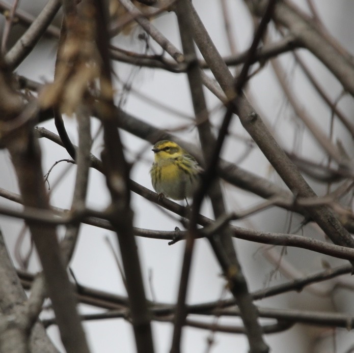 Townsend's Warbler - ML613072034