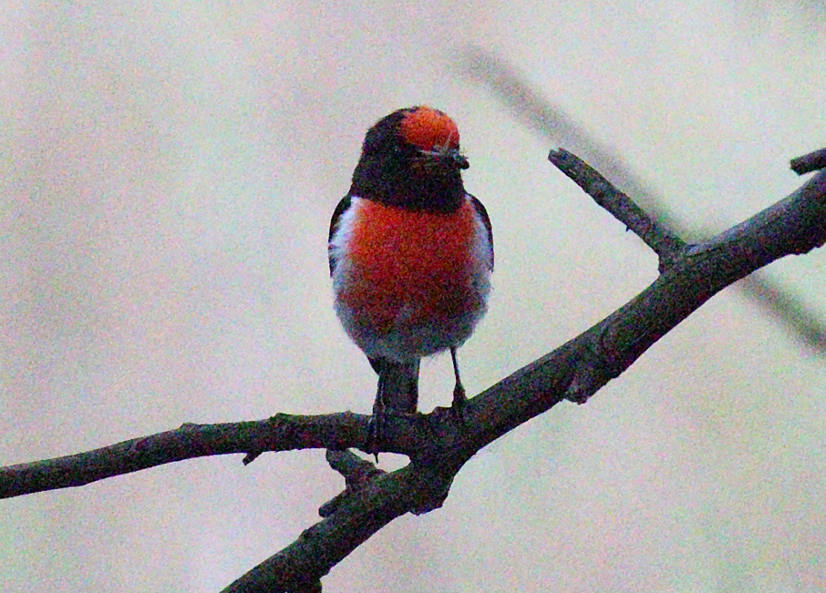 Red-capped Robin - ML613072089