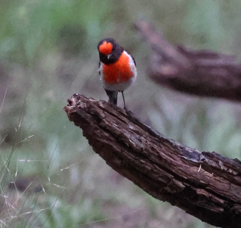 Red-capped Robin - ML613072090