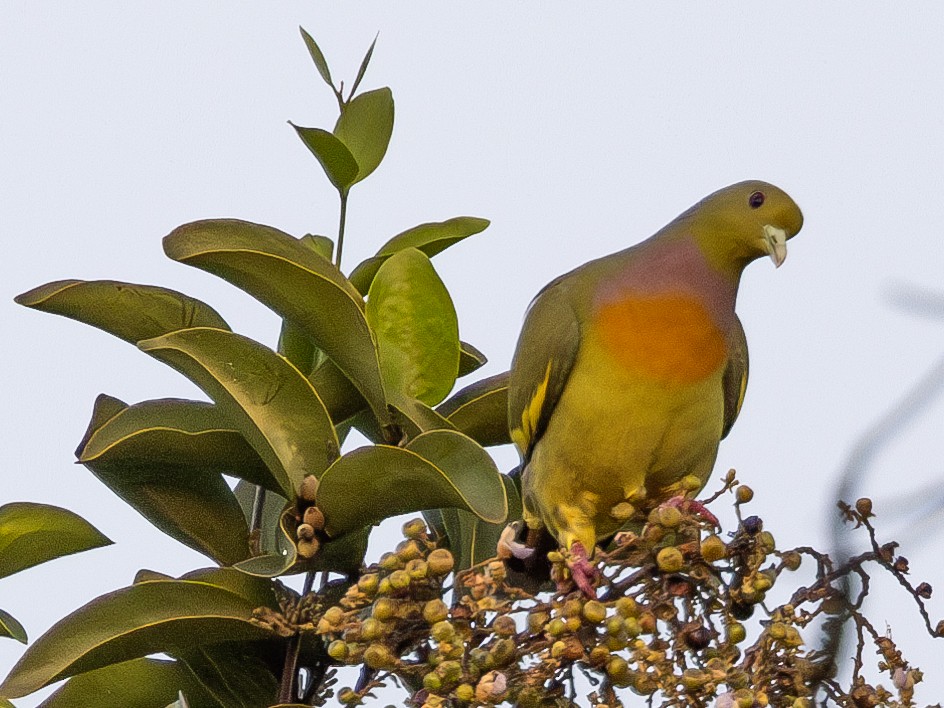 Orange-breasted Green-Pigeon - ML613072109