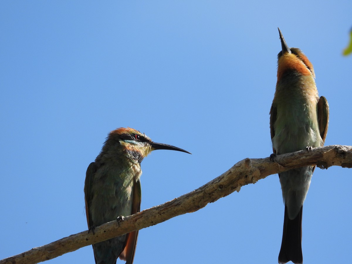 Rainbow Bee-eater - ML613072112