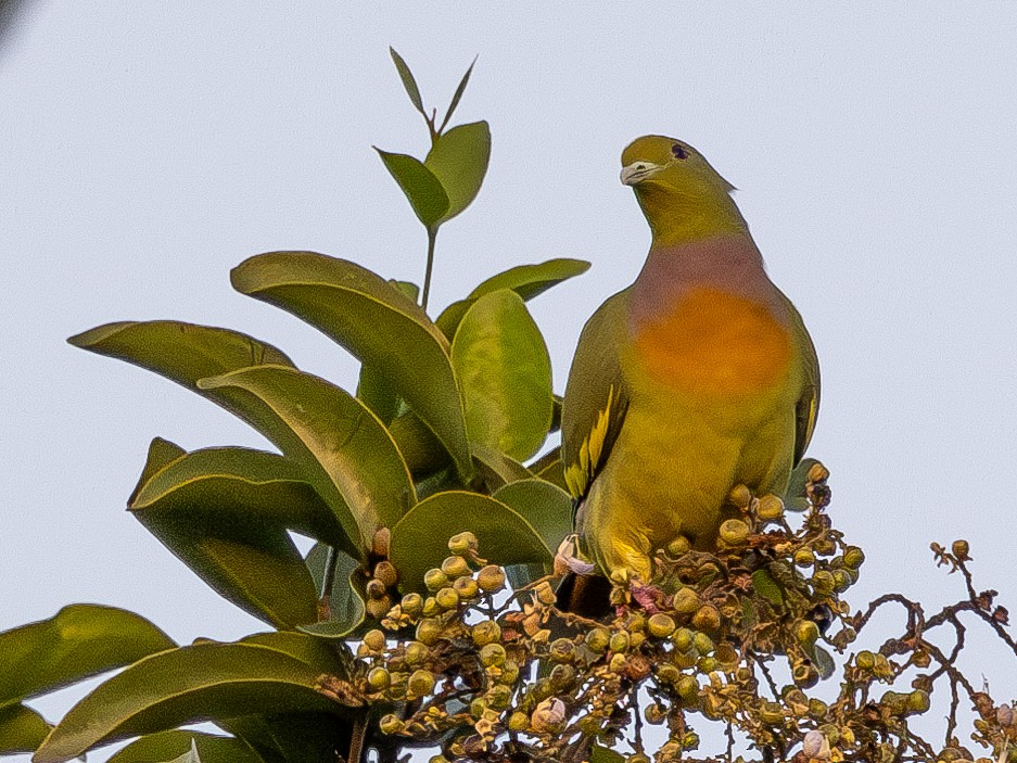 Orange-breasted Green-Pigeon - ML613072116