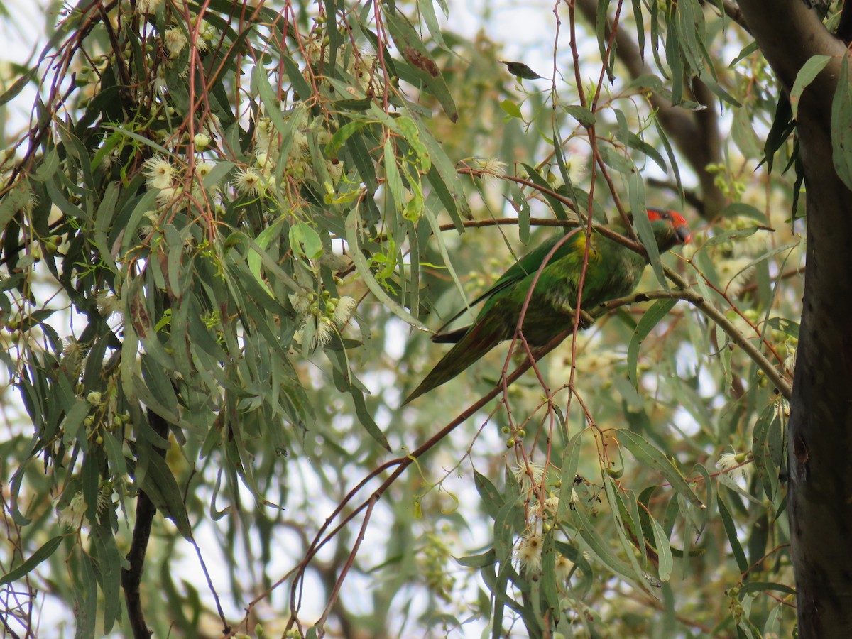 Musk Lorikeet - Stan Jarzynski