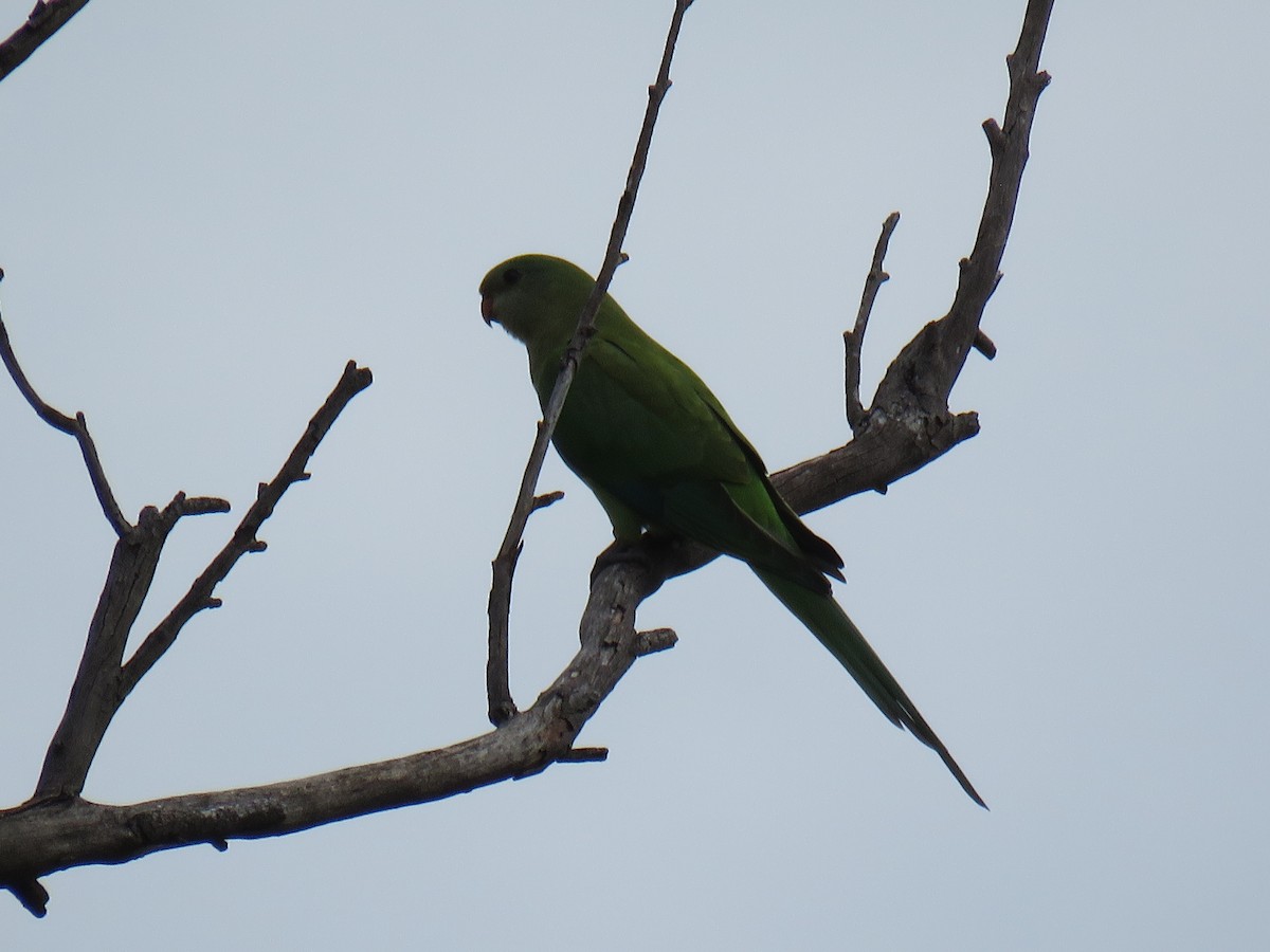 Superb Parrot - Stan Jarzynski