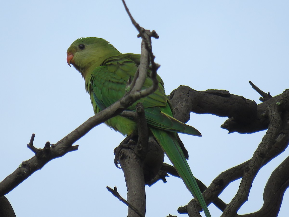 Superb Parrot - Stan Jarzynski