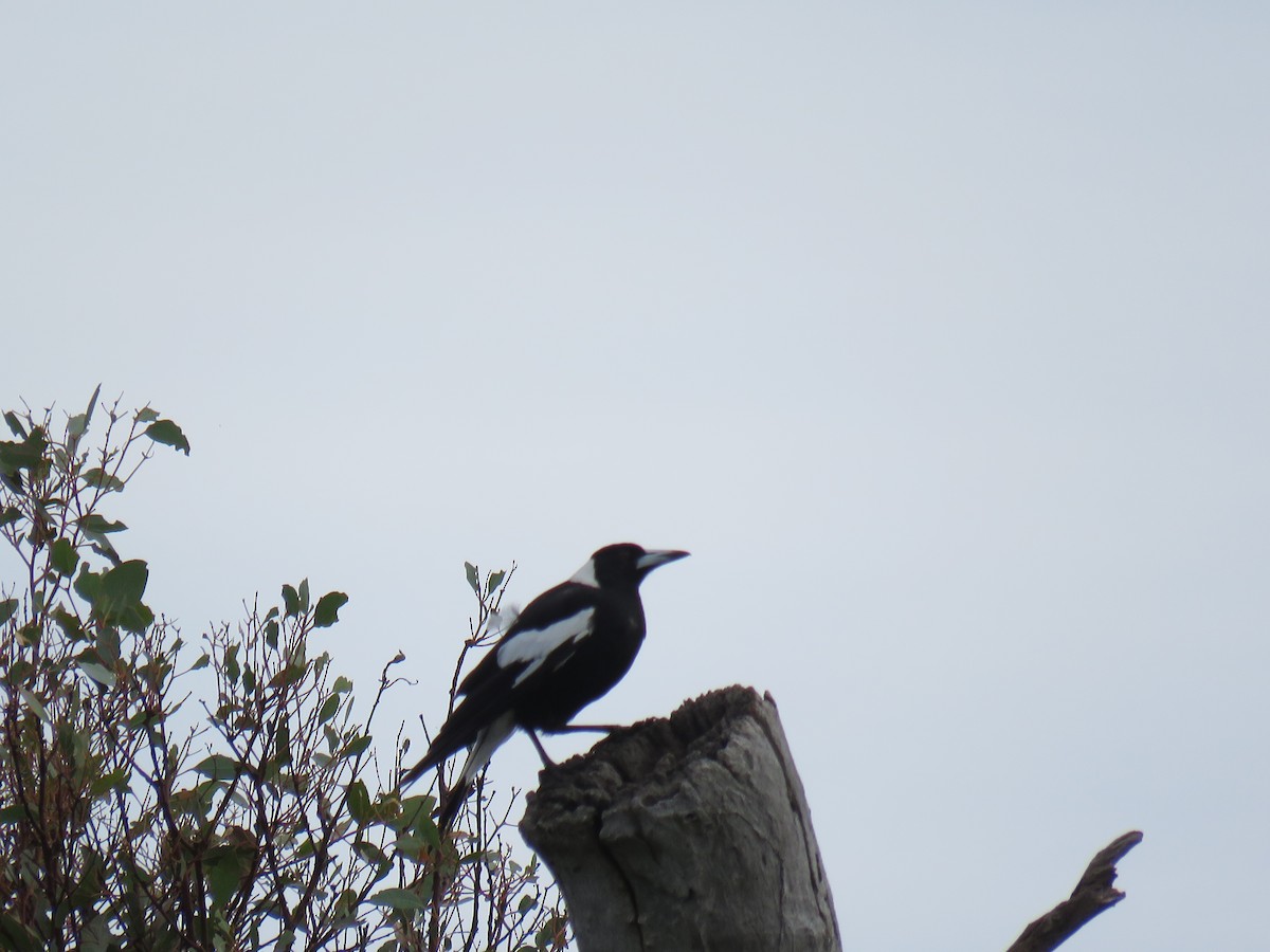 Australian Magpie - ML613072164