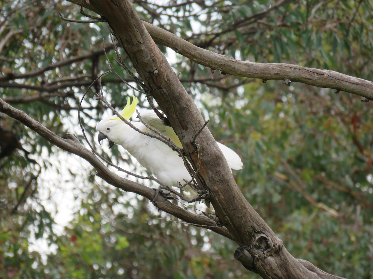 Sulphur-crested Cockatoo - Stan Jarzynski