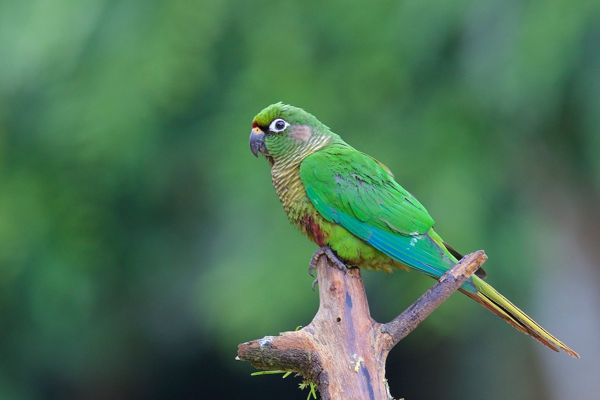 Maroon-bellied Parakeet - Luiz Matos