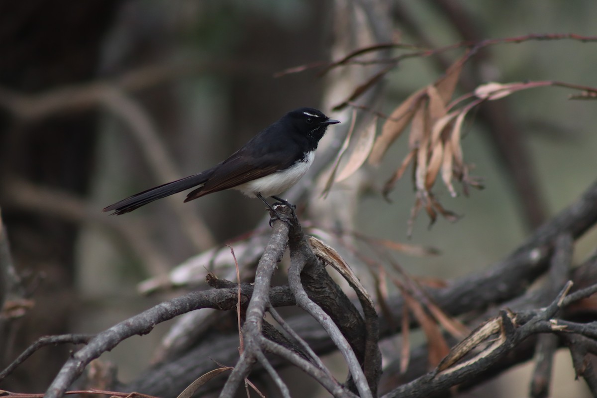 Willie-wagtail - Jesse Golden