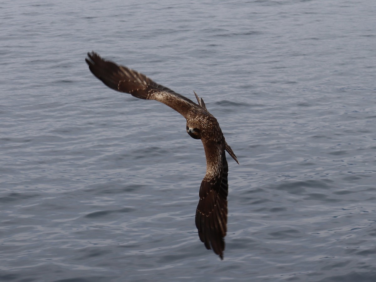 Black Kite - ML613072404